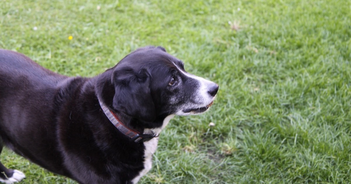 A dog looking toward the camera.